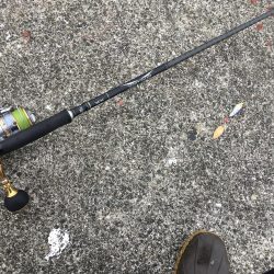 シーバスシーズンイン