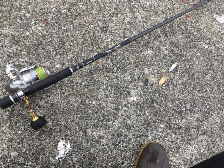 シーバスシーズンイン