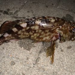 管釣りタックルでメバリング