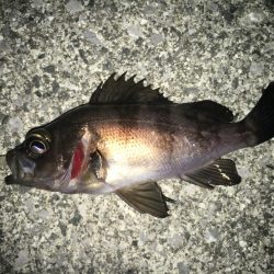 満潮メバリング