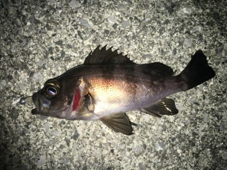 満潮メバリング