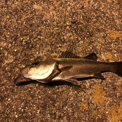 先輩とメバリング