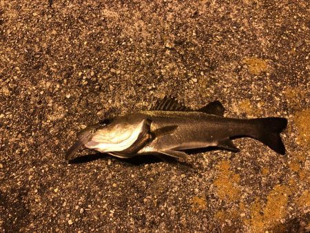 先輩とメバリング