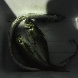 これが太刀魚の引き…