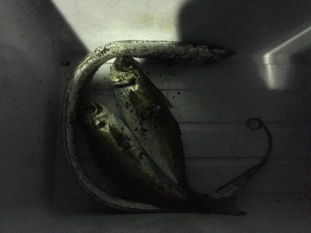 これが太刀魚の引き…