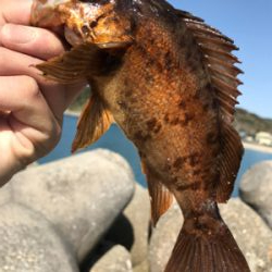 2020ライトゲーム第11戦