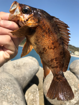 2020ライトゲーム第11戦