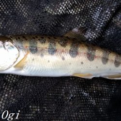 先行者多数の揖保川支流