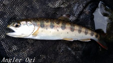 先行者多数の揖保川支流