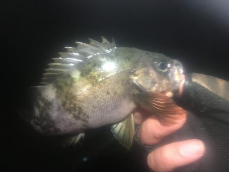 ホンマついてない…