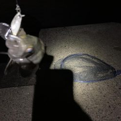 雨でも風でも♪メバリングやぁ