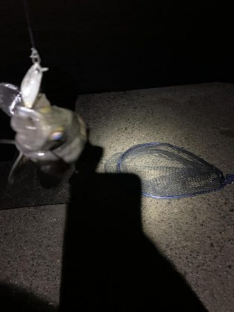 雨でも風でも♪メバリングやぁ