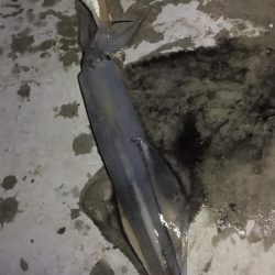 ラストチャンス