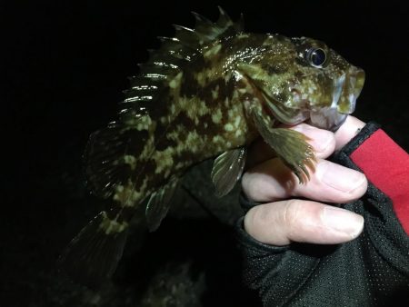 次こそ本気出す！！