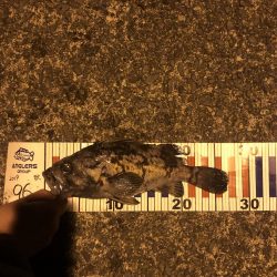 西舞鶴でアコウ、タケノコ！！