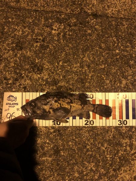 西舞鶴でアコウ、タケノコ！！