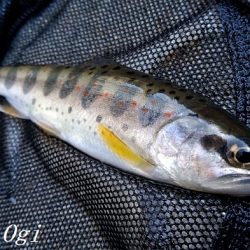 揖保川支流で今シーズン一の釣果