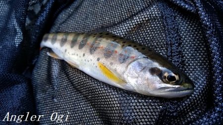 揖保川支流で今シーズン一の釣果