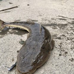 イカ狙いのはずが…