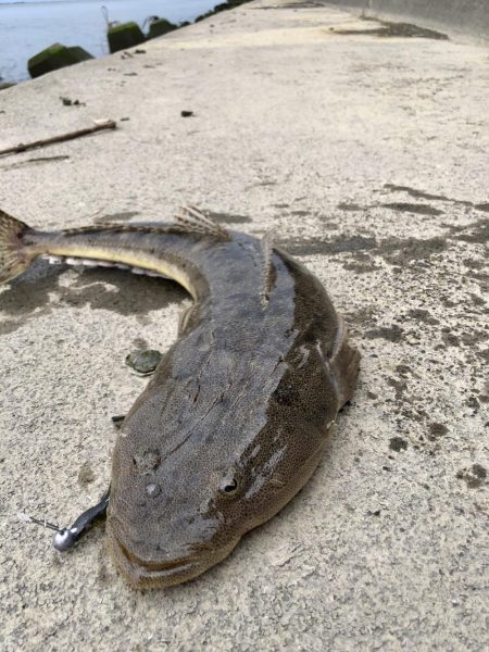 イカ狙いのはずが…