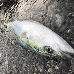 朝マズメ サーフフィッシング