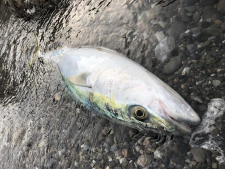 朝マズメ サーフフィッシング