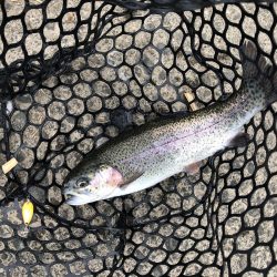 初めての管理釣り場