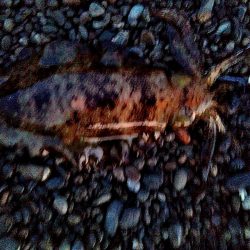 ボチボチ　春イカの季節かなぁー