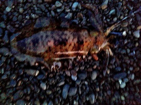 ボチボチ　春イカの季節かなぁー