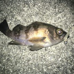 連日メバリング