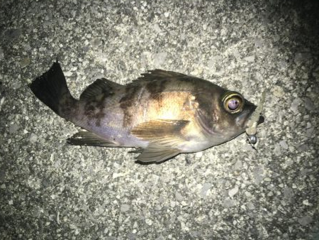 連日メバリング