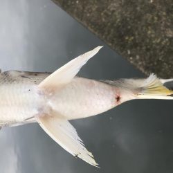 ステッピングはしんどいけど楽しい