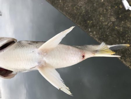 ステッピングはしんどいけど楽しい