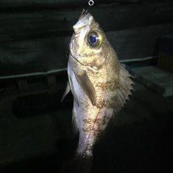 プラッキングメバル