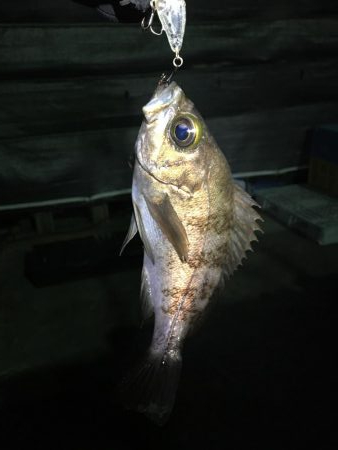 プラッキングメバル