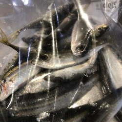 サイズが良くなってきた？？