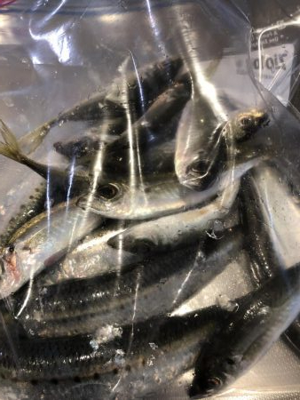 サイズが良くなってきた？？