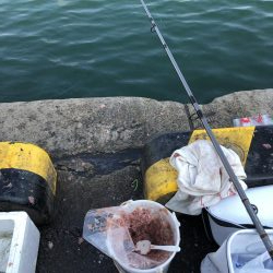 アジは短い地合。イワシは何処へ行った？