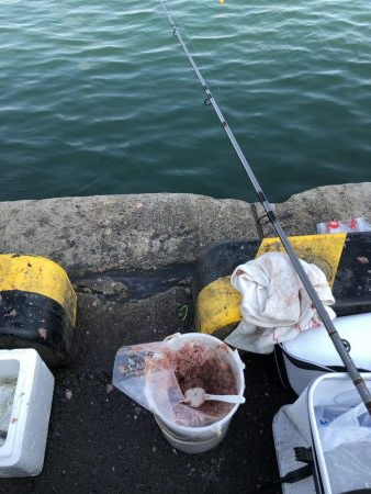 アジは短い地合。イワシは何処へ行った？