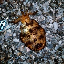 まだ　小型ですが、何とか一杯確保です!!