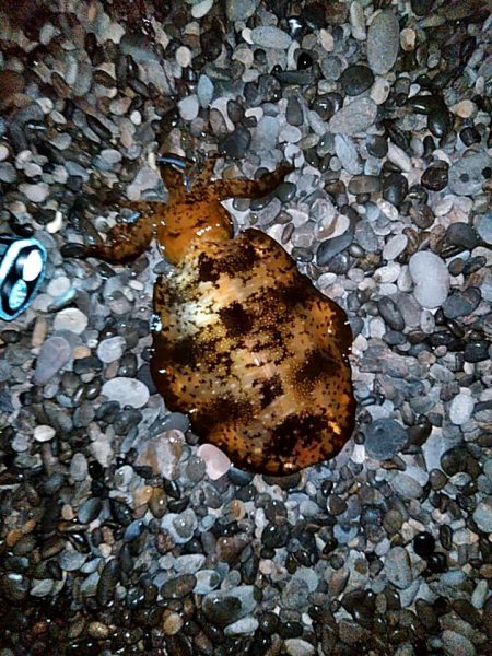 まだ　小型ですが、何とか一杯確保です!!