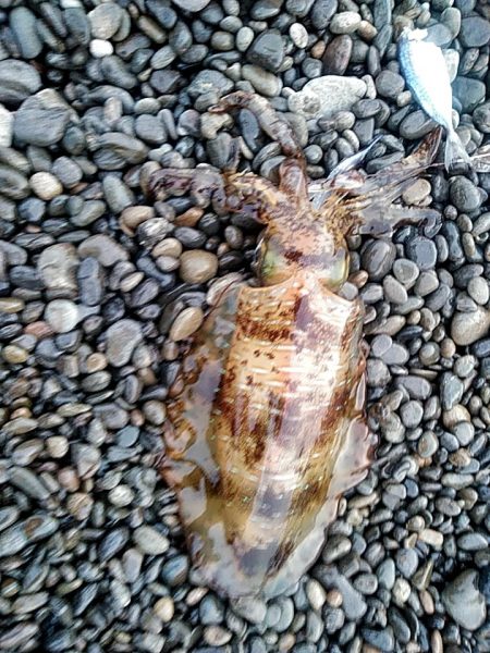 久しぶりキロアップです!!