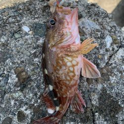 和歌浦漁港で穴釣り