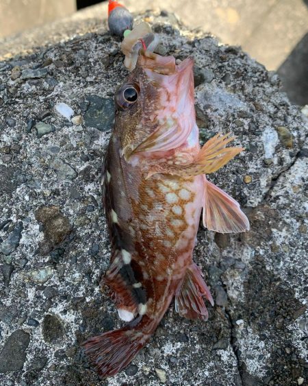 和歌浦漁港で穴釣り