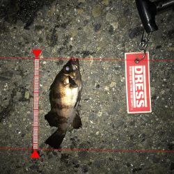 3月2日やっとキャッチ