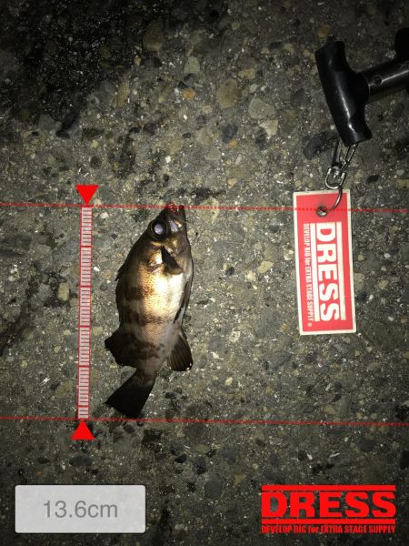 3月2日やっとキャッチ