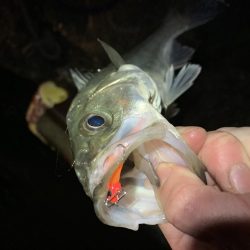 ベイトの溜まり場