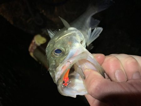 ベイトの溜まり場