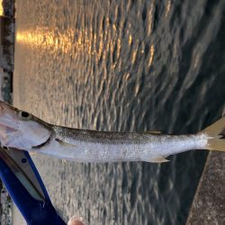 アジが釣れました