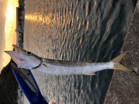 アジが釣れました